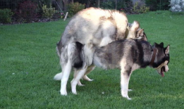 动物性交视频,自然界的繁殖奇观揭秘